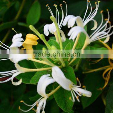 100% Natural Lonicera japonica extract /Japanese honey suckle p.e/ honeysuckle flower powder