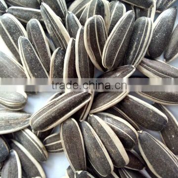 2016 hot sale big size black sunflower seeds