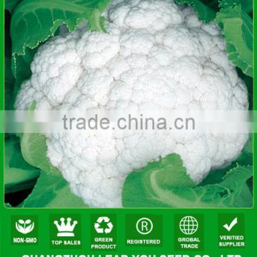 CF09 Youli 100 days later maturity white cauliflower seeds op cauliflower seeds