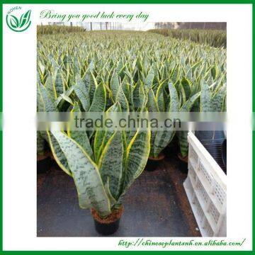 Sansevieria Wholesale Indoor Plants