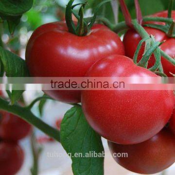 Hybrid Cold Resisistant Tomato Seed for High Yield