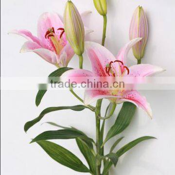 Sweet smell fresh cut flower fresh cut flower on Alibaba.com