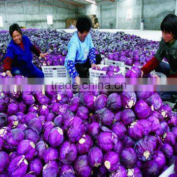 Wholesale Small Seeds Planter Manual photo-5