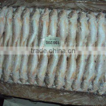 Frozen Silver Croaker