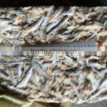 Fresh Frozen Small Anchovy photo-4