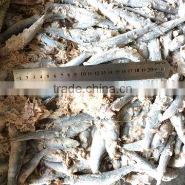 Fresh Frozen Small Anchovy photo-5