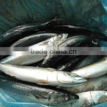 Frozen Fish Shipping All Arund The World photo-3