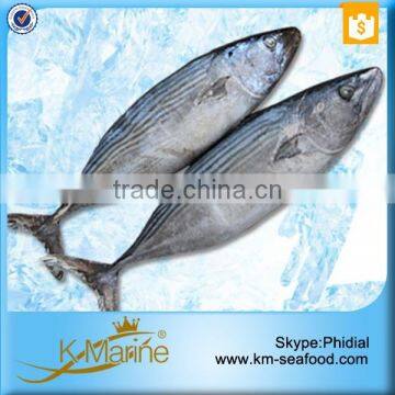 No.1 Frozen Fresh Wholesale Tuna Fish Export With Prices photo-3