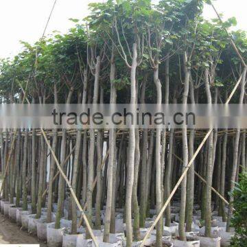 Cercis chinensis ( deciduous trees) for cold climate