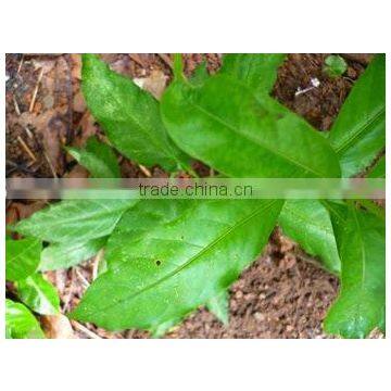 Rauwolfia Serpentine photo-4