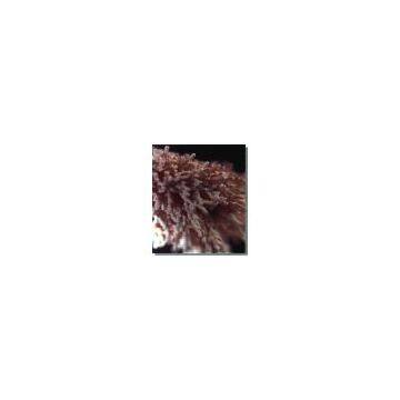 Enzyme preparation-Alpha-Amylase