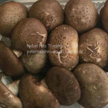 Edible Mushroom Fungus Frozen Frozen Fresh Shiitake Mushroom