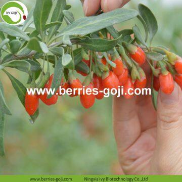Factory Supply Dried Ningxia Goji photo-2