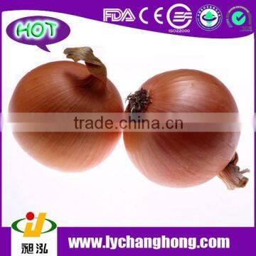 Yellow Onion Exporters in China