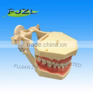 dental typodonts teeth articulators model with jaw removable screw