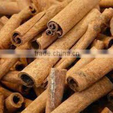 HIGH QUALITY WITH COMPETITIVE PRICE CINNAMON