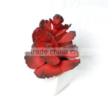 Festival Succulent planted in ceramic pot