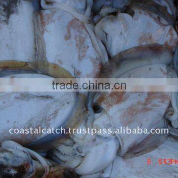 FROZEN CUTTLEFISH WHOLE