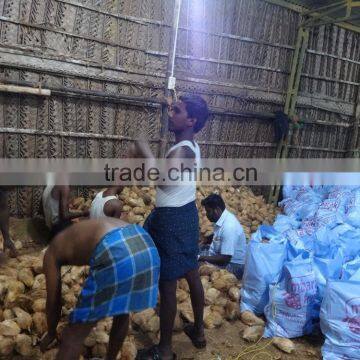 Pollachi Full Husked Cocount photo-4