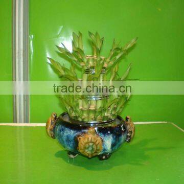 5 Layered Tower Lucky Bamboo Air Bonsai Tree Dracaena Sanderiana Indoor Ornamental Aquatic Water Plants photo-3