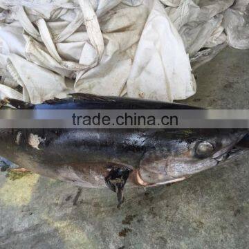 2016 new Product Frozen Tuna Fish Yellowfin