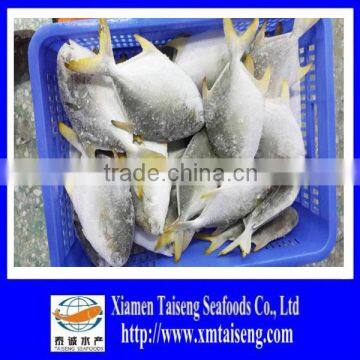 300/400g golden pompano/golden pomfret fish for sale