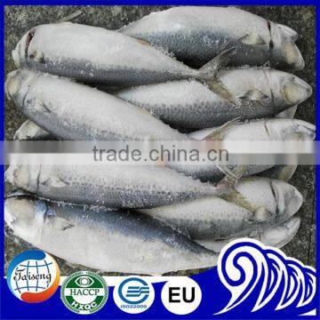 Frozen Mackerel Japonicus Scomber Fish 300/500g