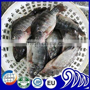 Tilapia 500 800g