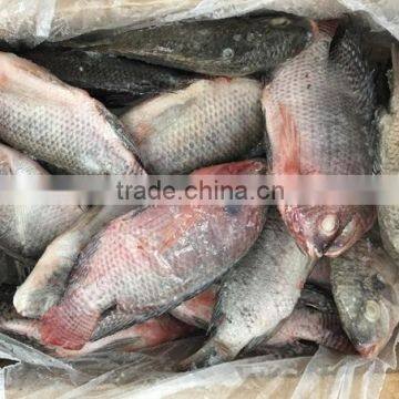 Chinese Frozen Tilapia Price 300-500g