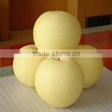 New Fresh Gong Pear 2015 photo-4