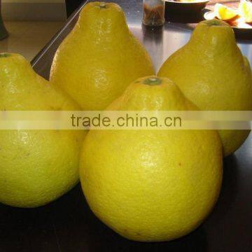 Chinese New Fresh High quality Shatian pomelo