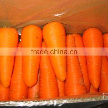 Exporter of Carrot