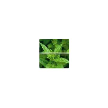 Mint Leaf Extract Powder