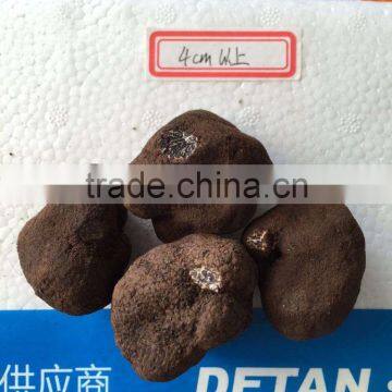 2015 new crop fresh truffles (Tuber indicium)