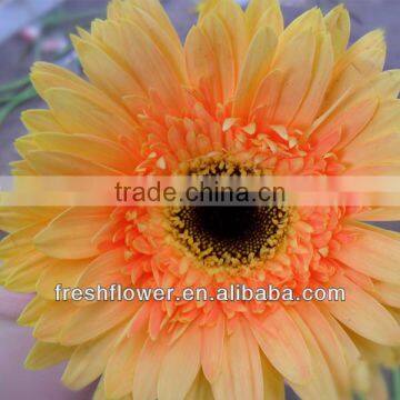 Fresh Cut Flowers--Gerbera