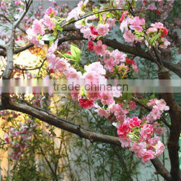 Cherry Flower Tree Man Made Sakura Plant Tree photo-3