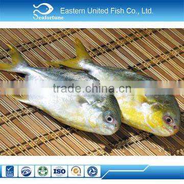 chinese sea IQF golden pompano sea food