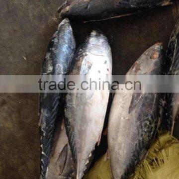 300-500g Frozen Bonito Tuna Fish