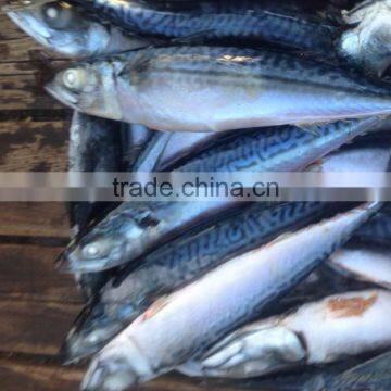 Sea frozen Pacific mackerel