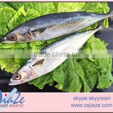 frozen Pacifica Mackerel fillet