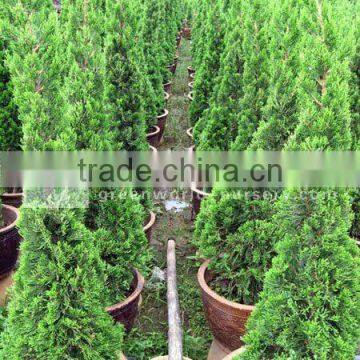 Juniperus chinensis big nursery