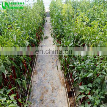 Eggplant Hydroponics and Coconut Cultivation Equipment/Hydroponics Growing Systems photo-4