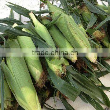 USA Fresh Yellow Sweet Corn Vietnam with Best Price