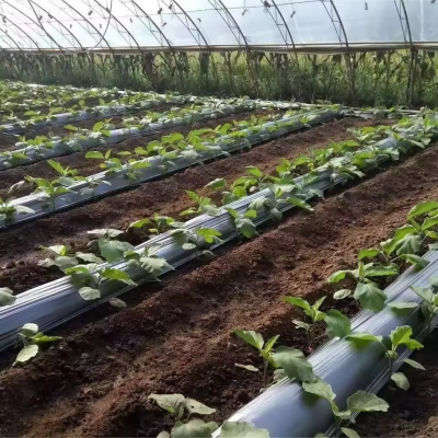 China Factory Wholesale Agriculture Growing Ground Cover Plastic Mulching Paper Sheet Agricultural Mulch Film photo-3