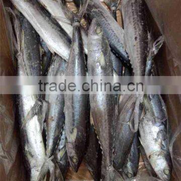 Frozen Whole Round IQF Frozen Spanish Mackerel Fish photo-3