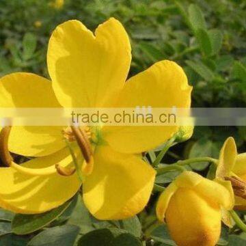 Cassia bicapsulafis, flower seed,herb seed,vegetalbe seed,fruit seed,grass seed