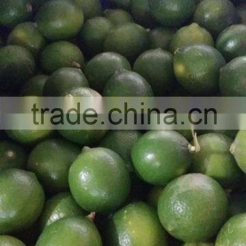 FRESH GREEN LEMON/LIME FOR SALE FROM VIETLAND IN NEW SEASON 2016