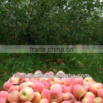 Famous China YanTai Best Price Fresh Fuji Apple photo-6