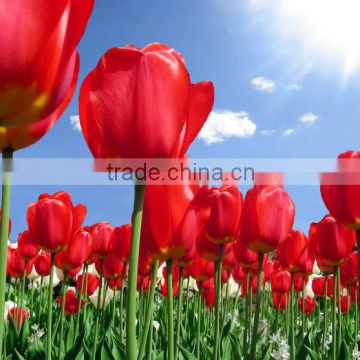 oil painting for tulips flower printing on canvas