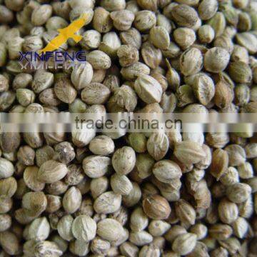 High Quality Hempseeds From China